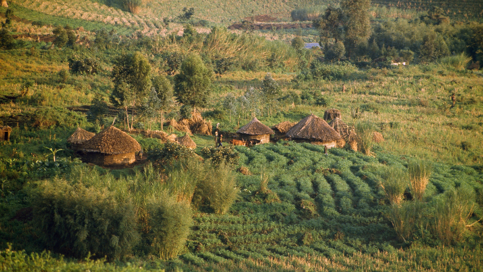 A traditional farming village surrounded by plowed fields in Democratic Republic of the Congo. But when did farming start?