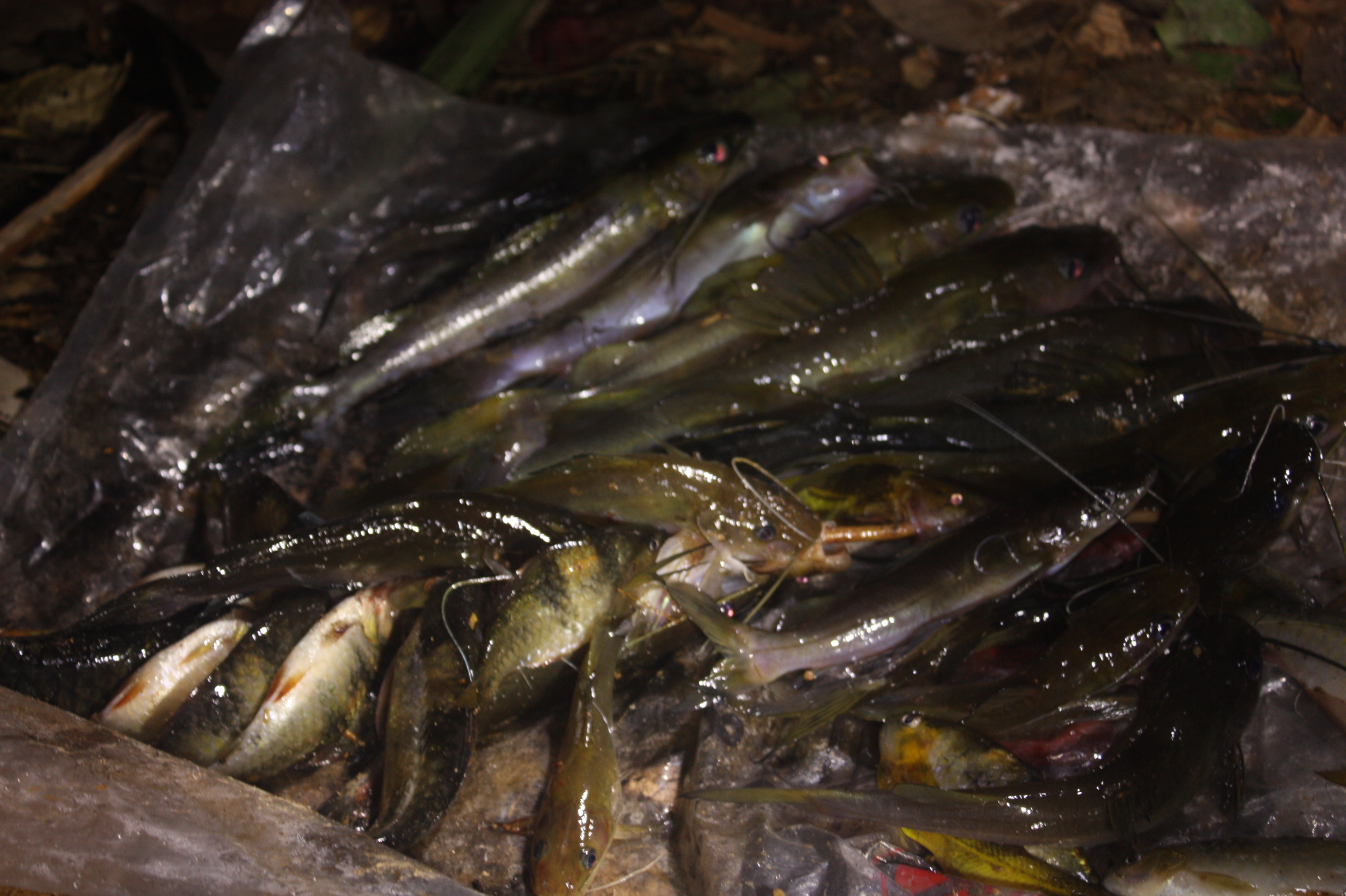 Download Gratis Gambar Ikan Hasil Pancingan Weku Terbaru oleh Lampunghits.com