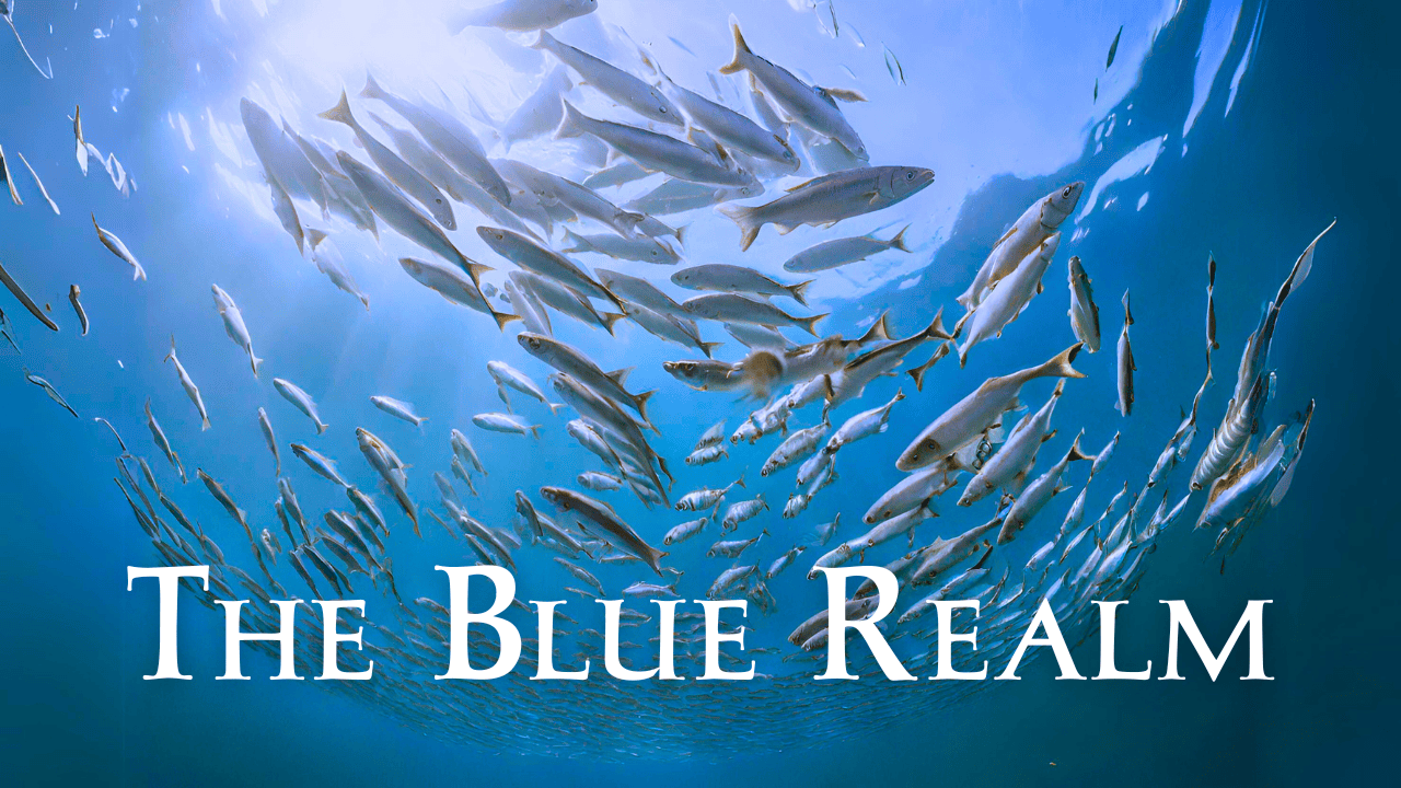 The Blue Realm