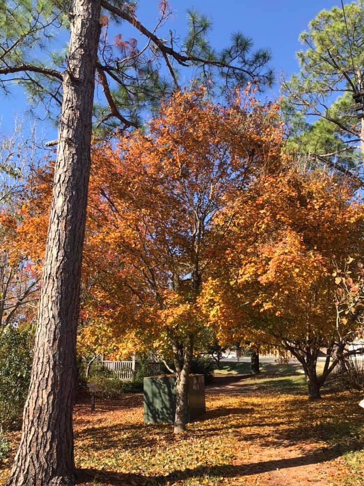 Chalk Maple Tree – Bella Jardins Boutique