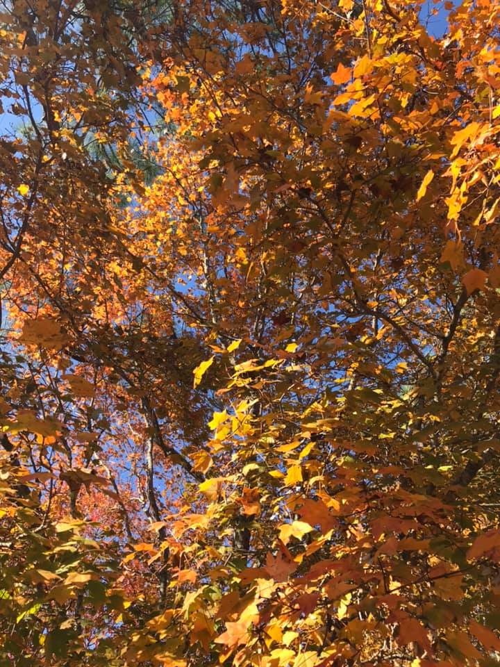Chalk Maple Tree – Bella Jardins Boutique