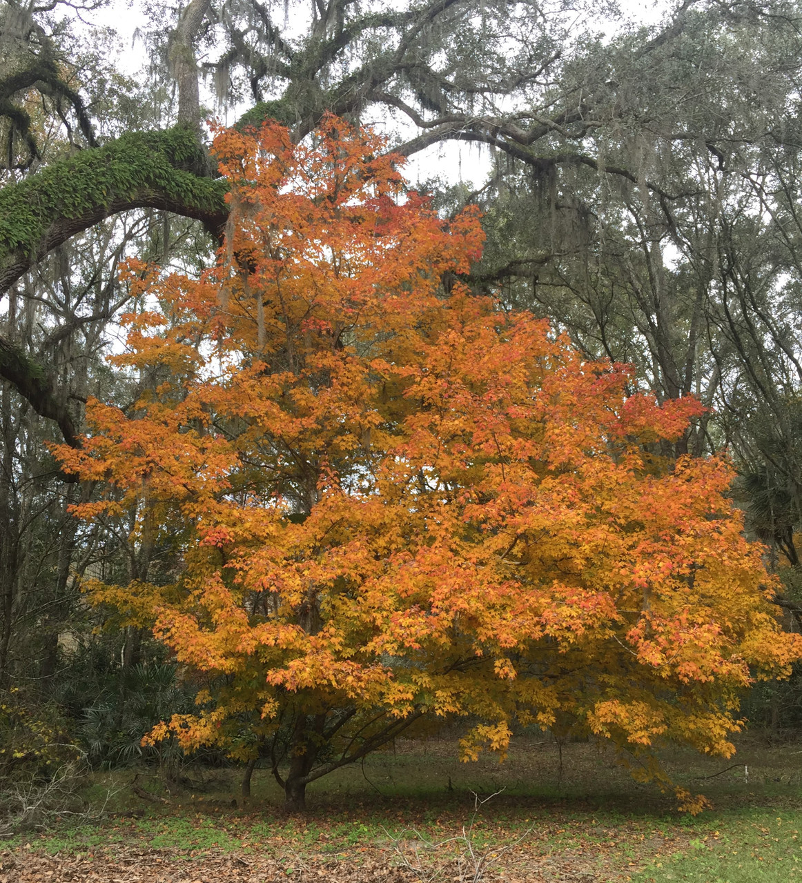 Chalk Maple Tree – Bella Jardins Boutique