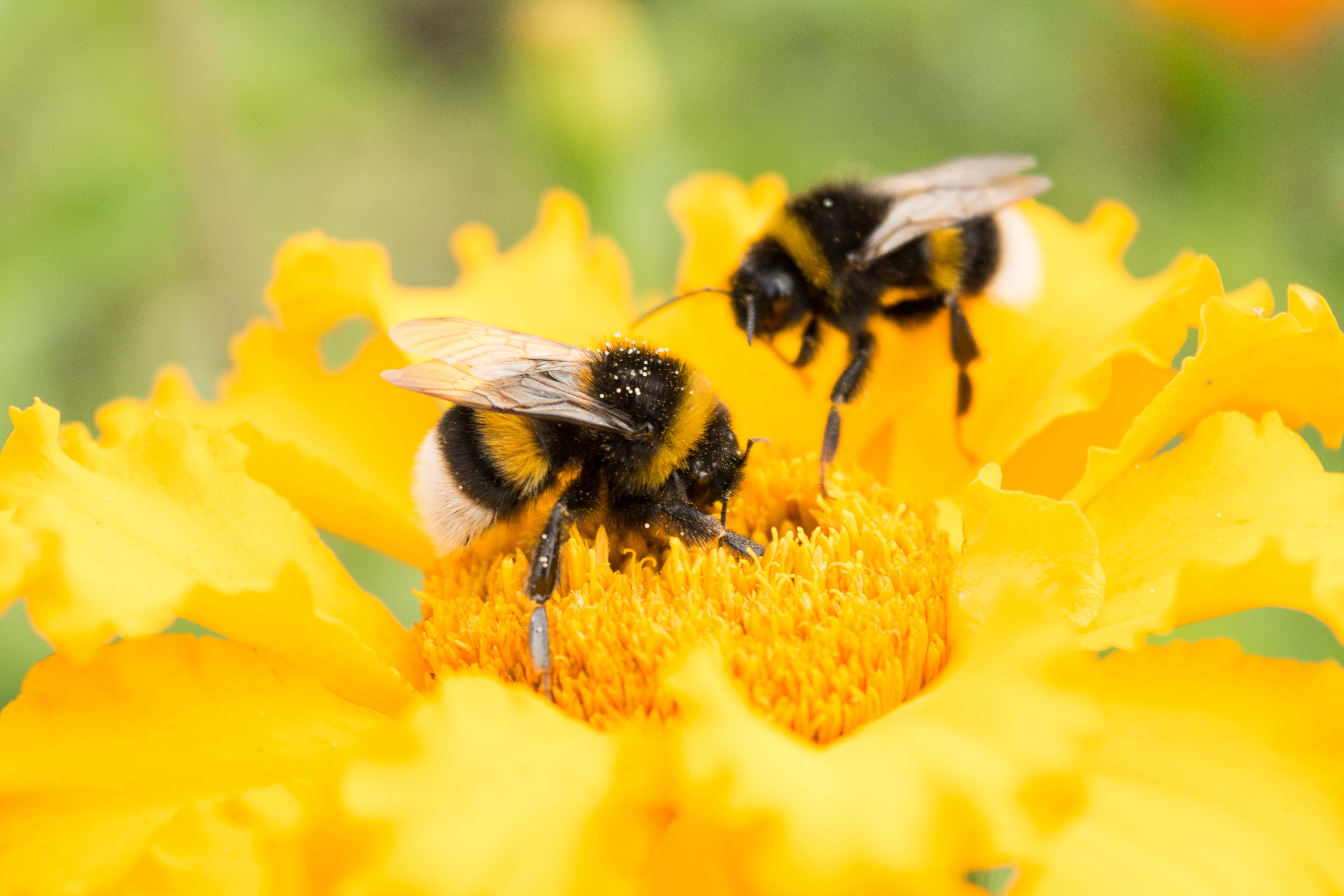 Bees on a yellow flower, cross-pollination