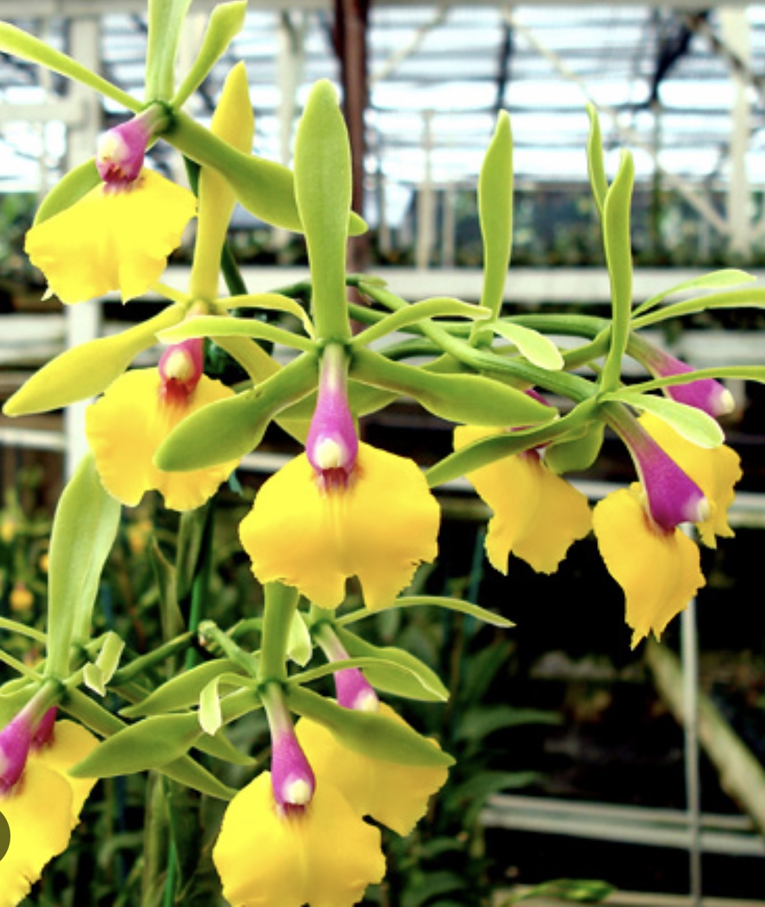 Epc.. 'Rene Marques 'Tyler' - BELLE DANSE ORCHIDS & TROPICALS