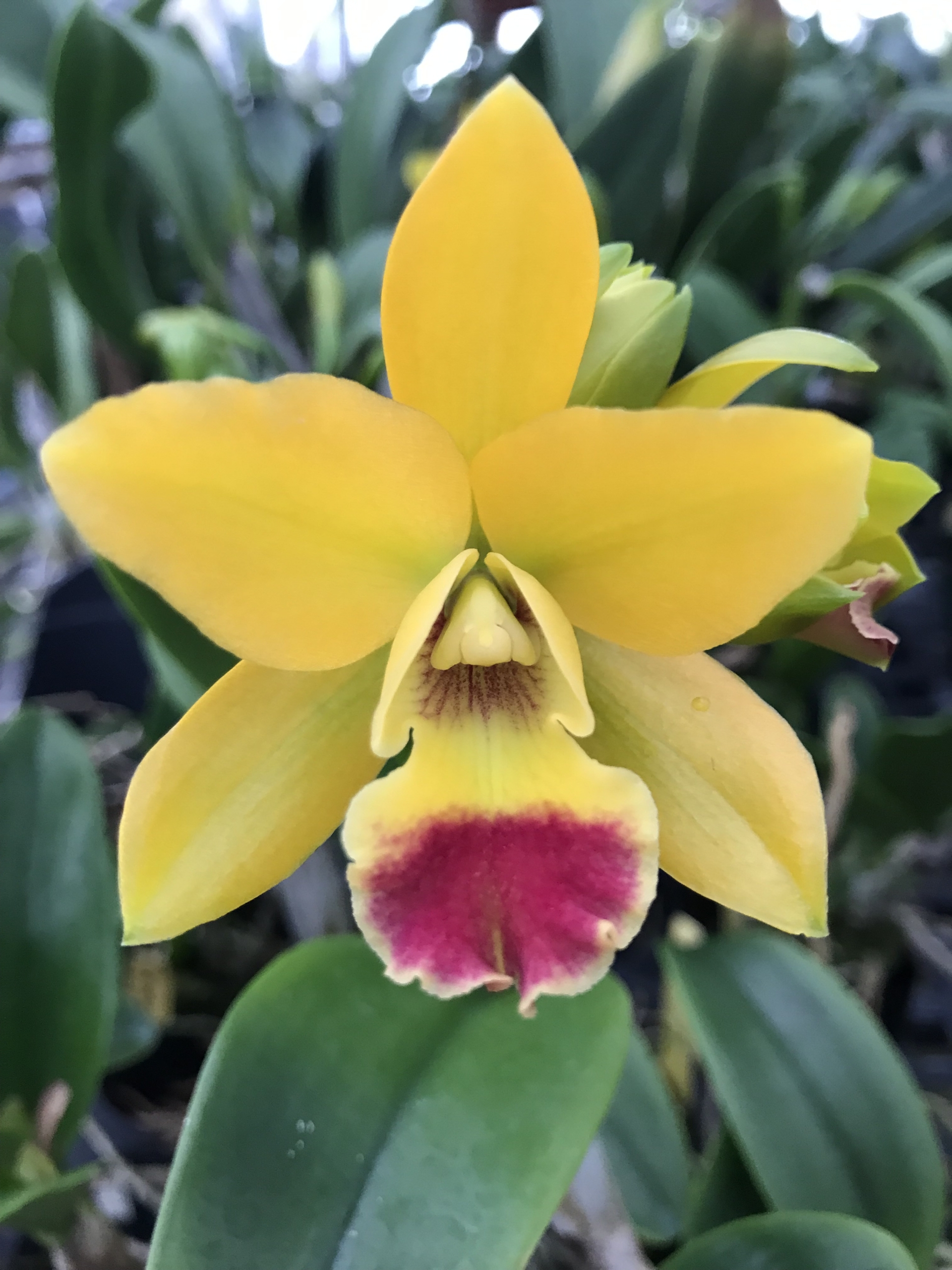 Orangestar UNDEVELOPED FLOWER-PLANET 美品 orangestar UNDEVELOPED FLOWER-PLANET