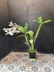 Dendrobium Kai Quintal (Roy Tokunaga x Polysema)