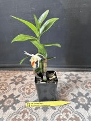 Dendrobium Christy Dawn (Dawn Maree x Christyanum)