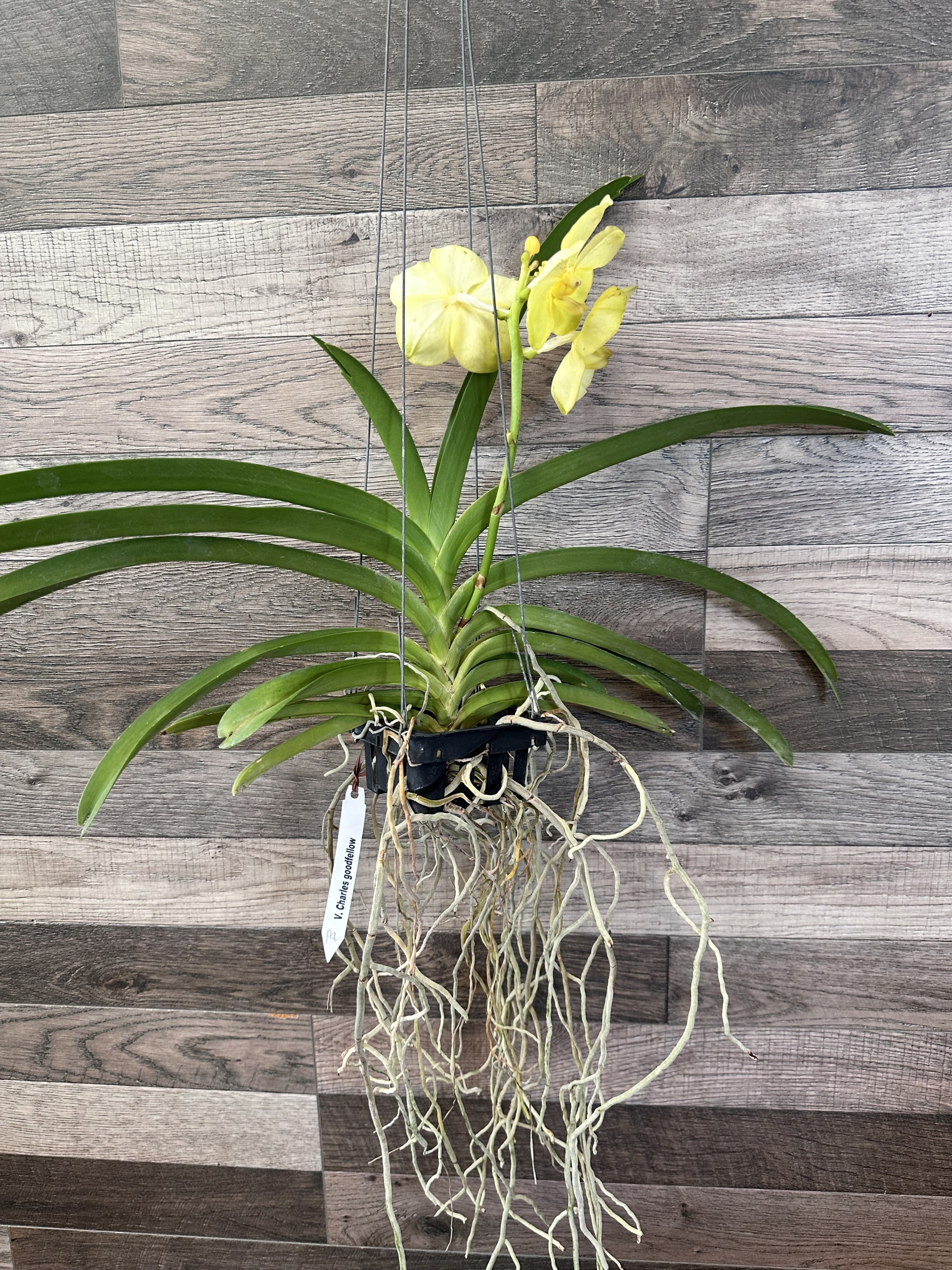 Vanda Charles Goodfellow