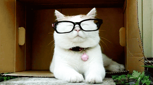 chat intello