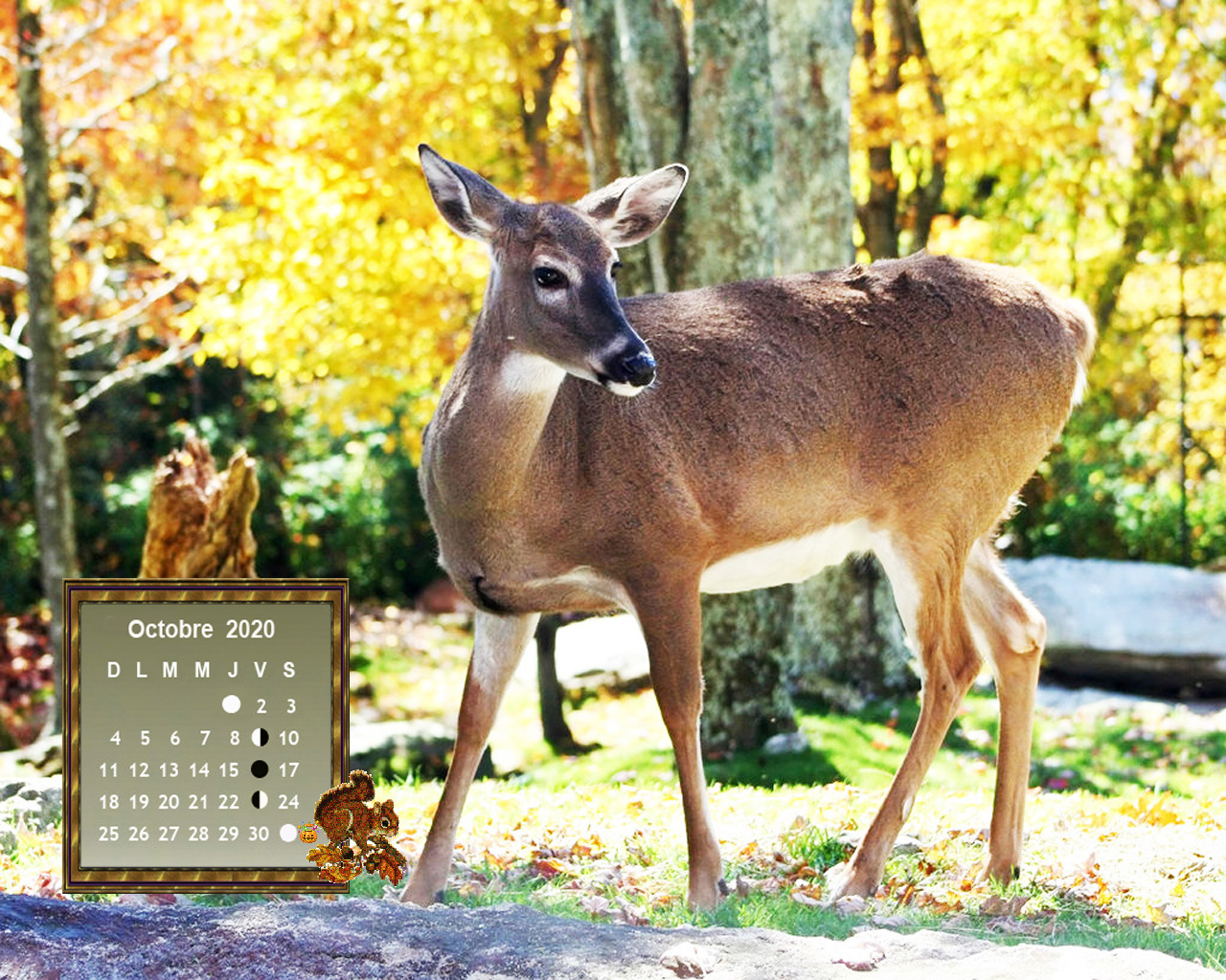 Fonds D Ecran Calendriers Octobre 2020 Belle Picotine