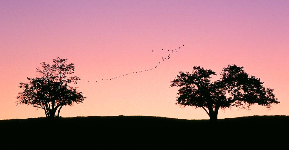 The Two Trees Dei Gratia