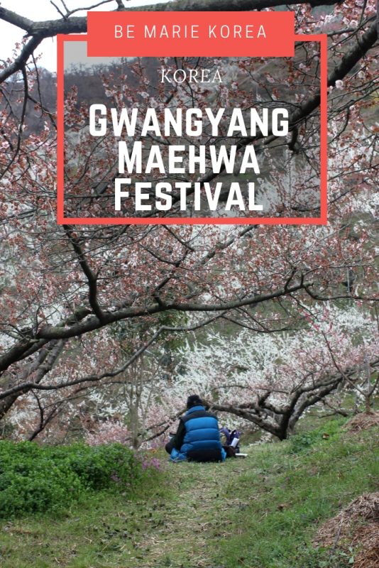 Plum Blossom Festival Korea