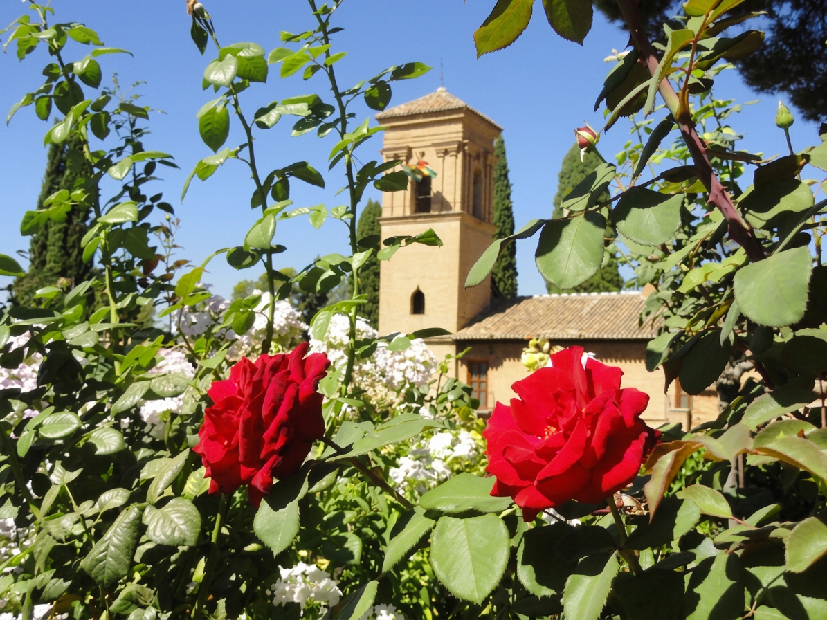 The Quiet Magic Between Realejo And Centro Sagrario