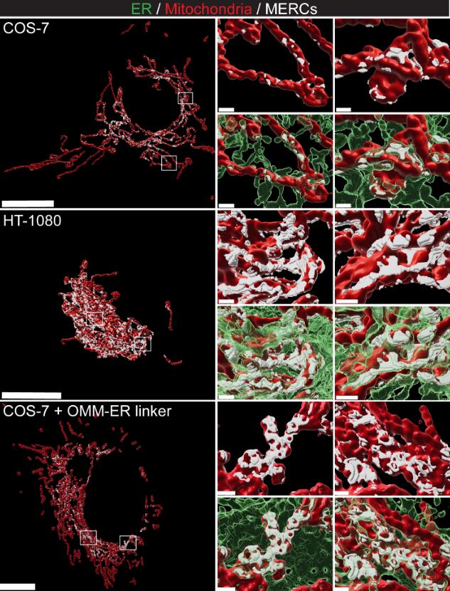 Github Bencardoen Datacurator Jl A Scalable Julia Package To - Best Ocean Designs in Full HD