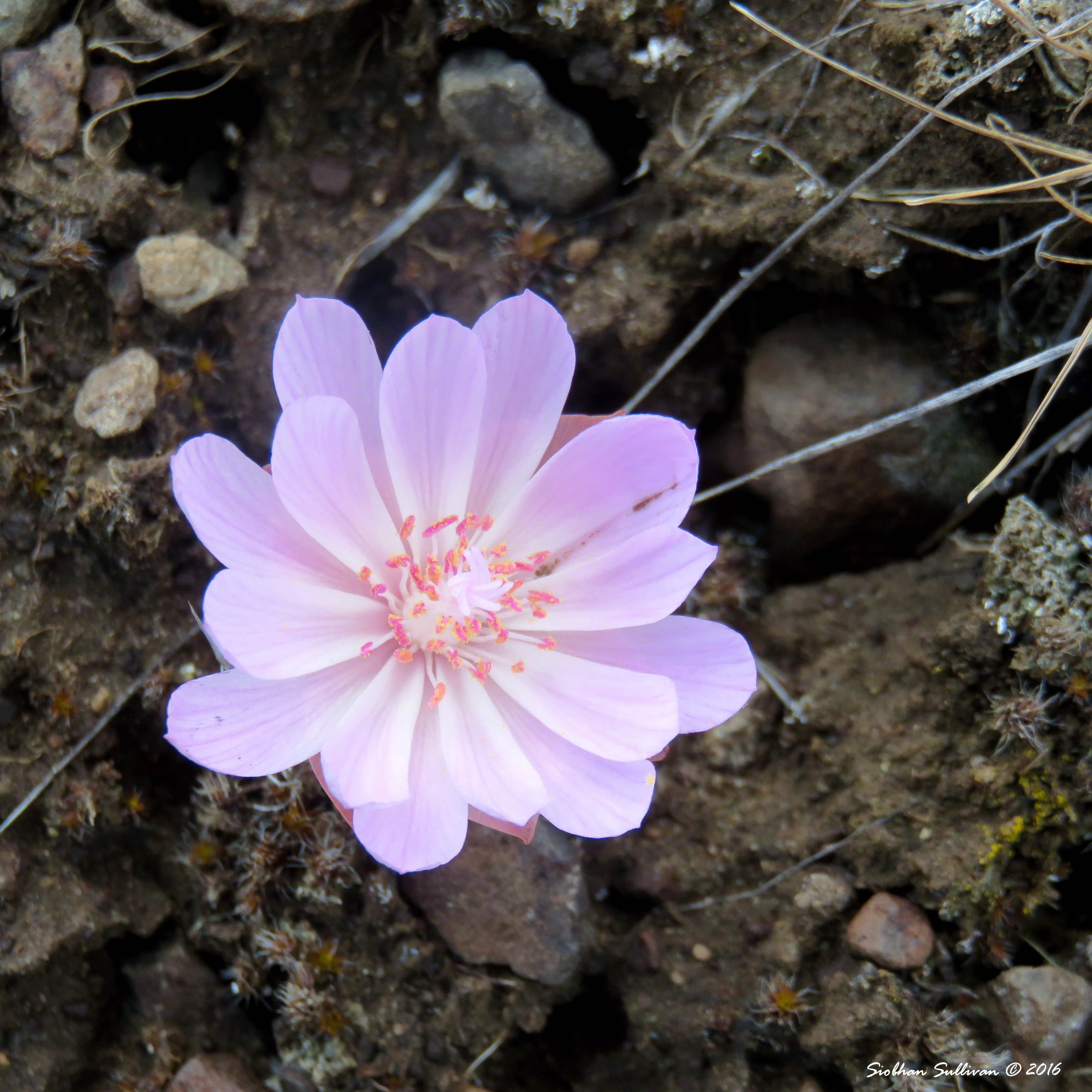 Bitterroot 18May2016