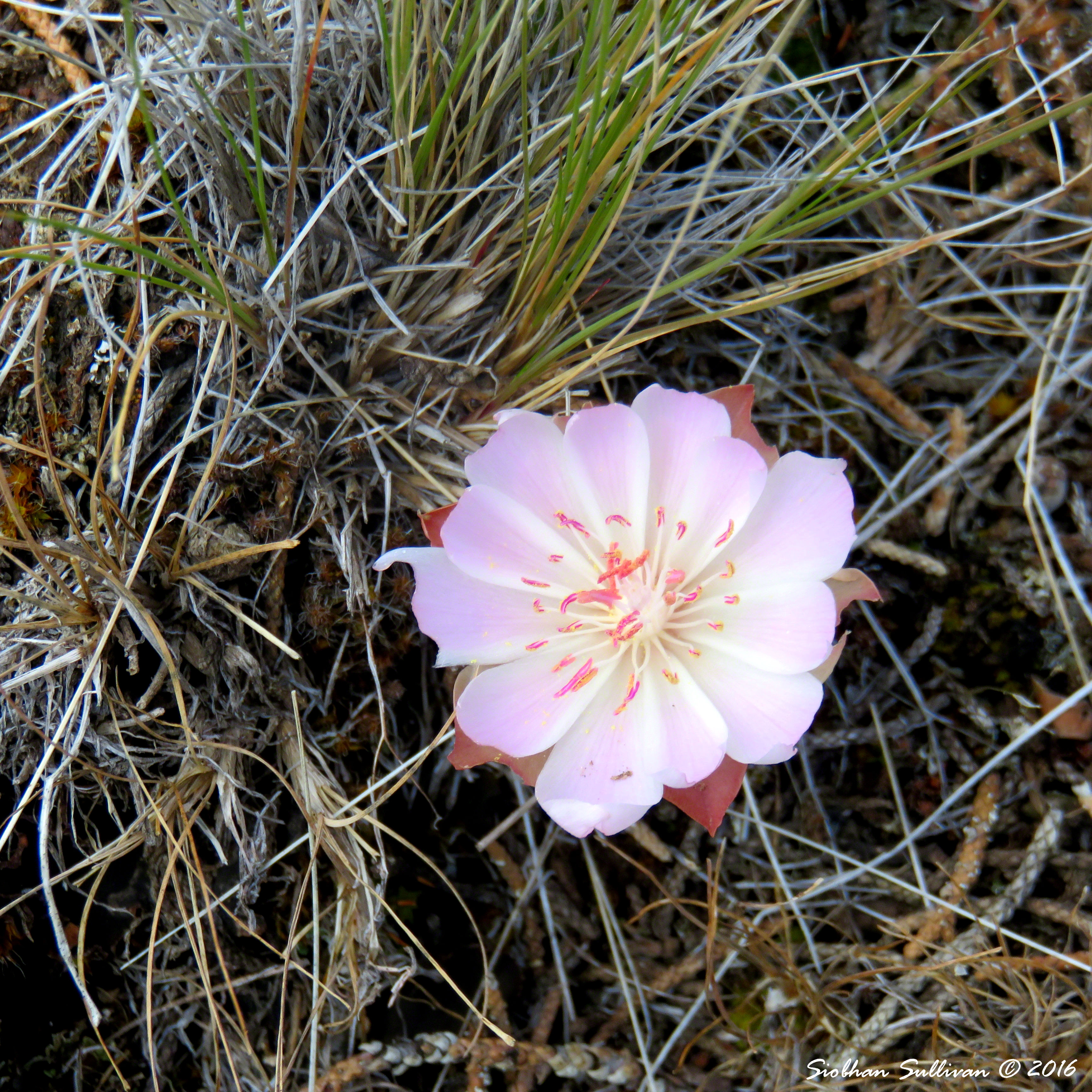 BitterrootChimneyRock 18June2016