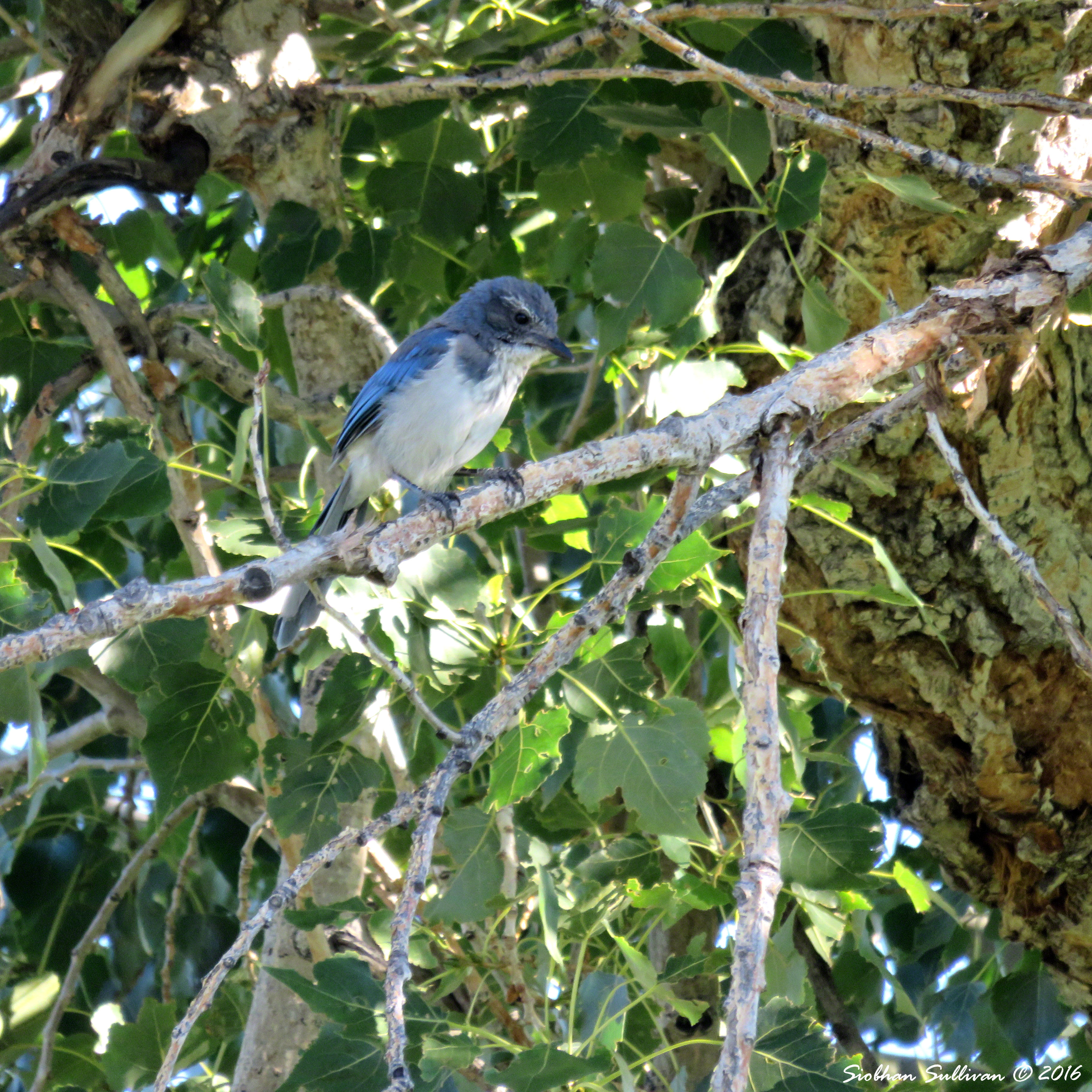 scrubjay-23july2016