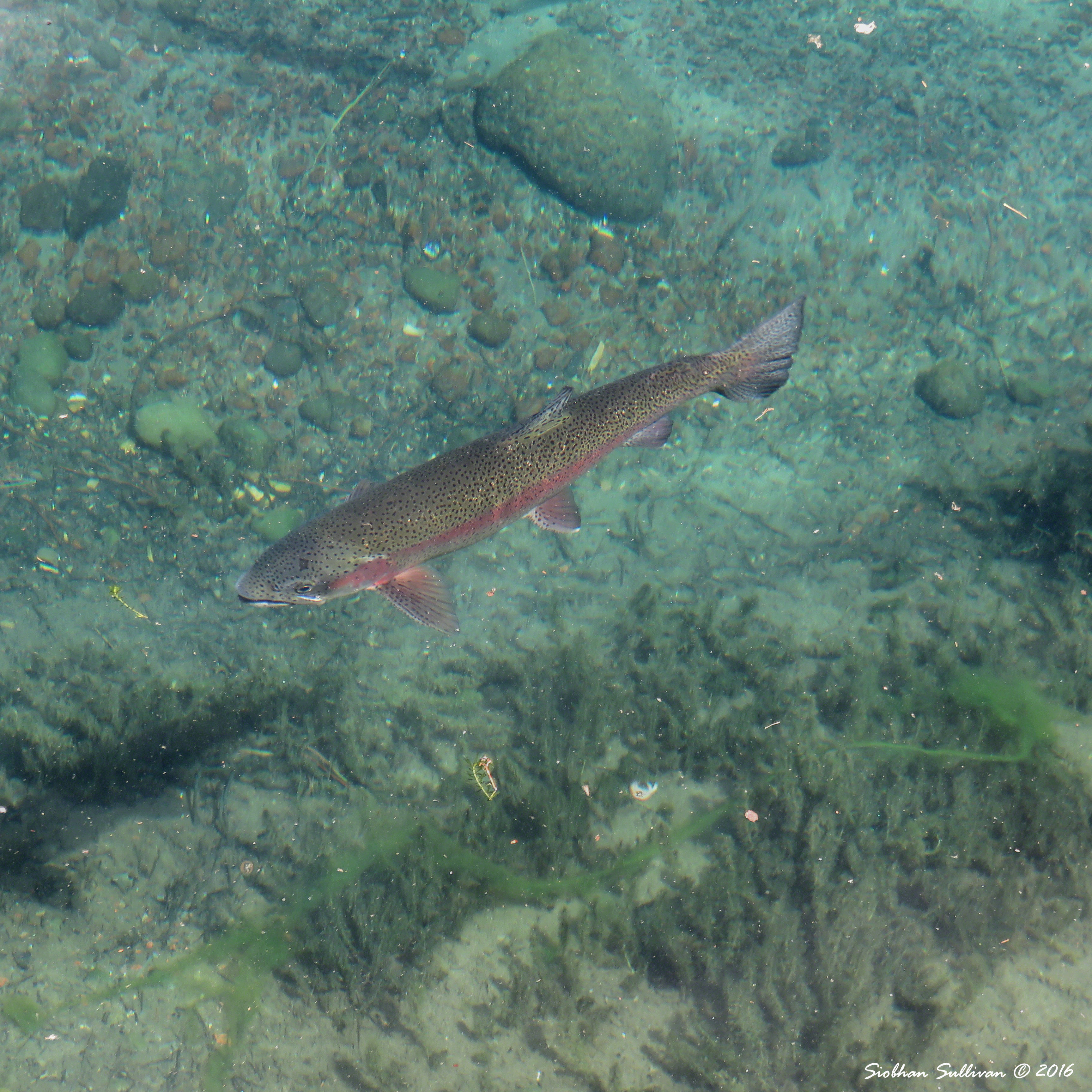 Fish at Wizard Falls Hatchery 3June2016