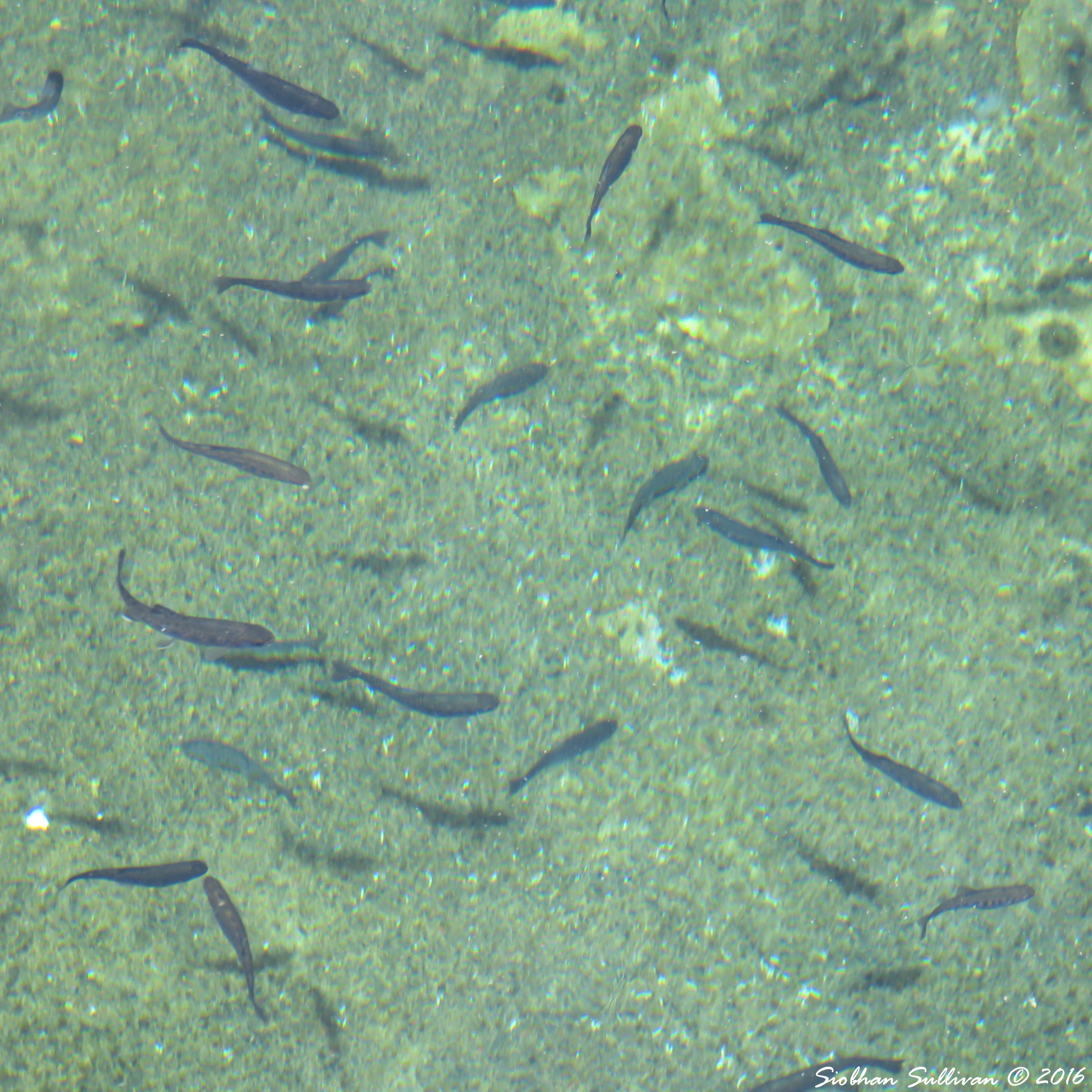 Fish at Wizard Falls Hatchery 3June2016