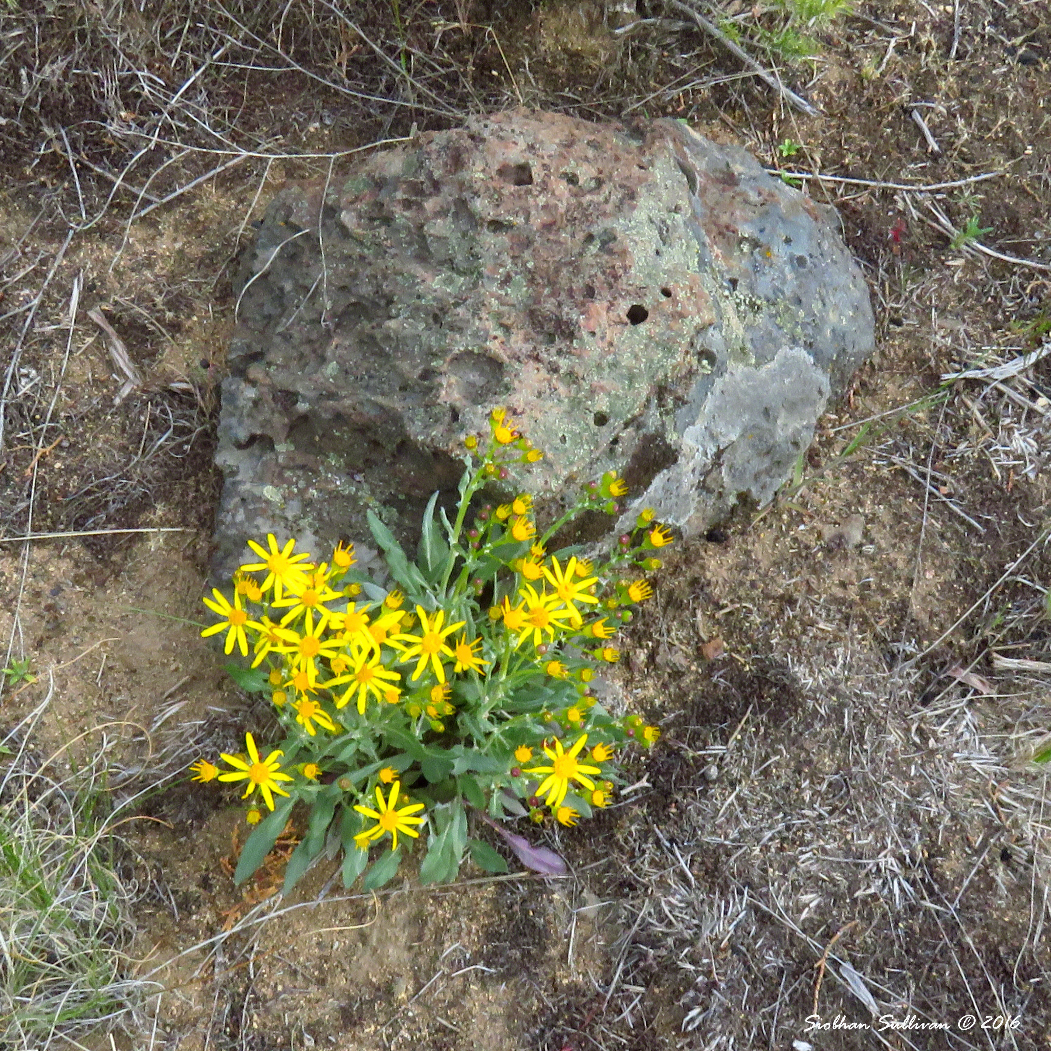 Yellow groundsel flowers near Bend,Oregon June2016