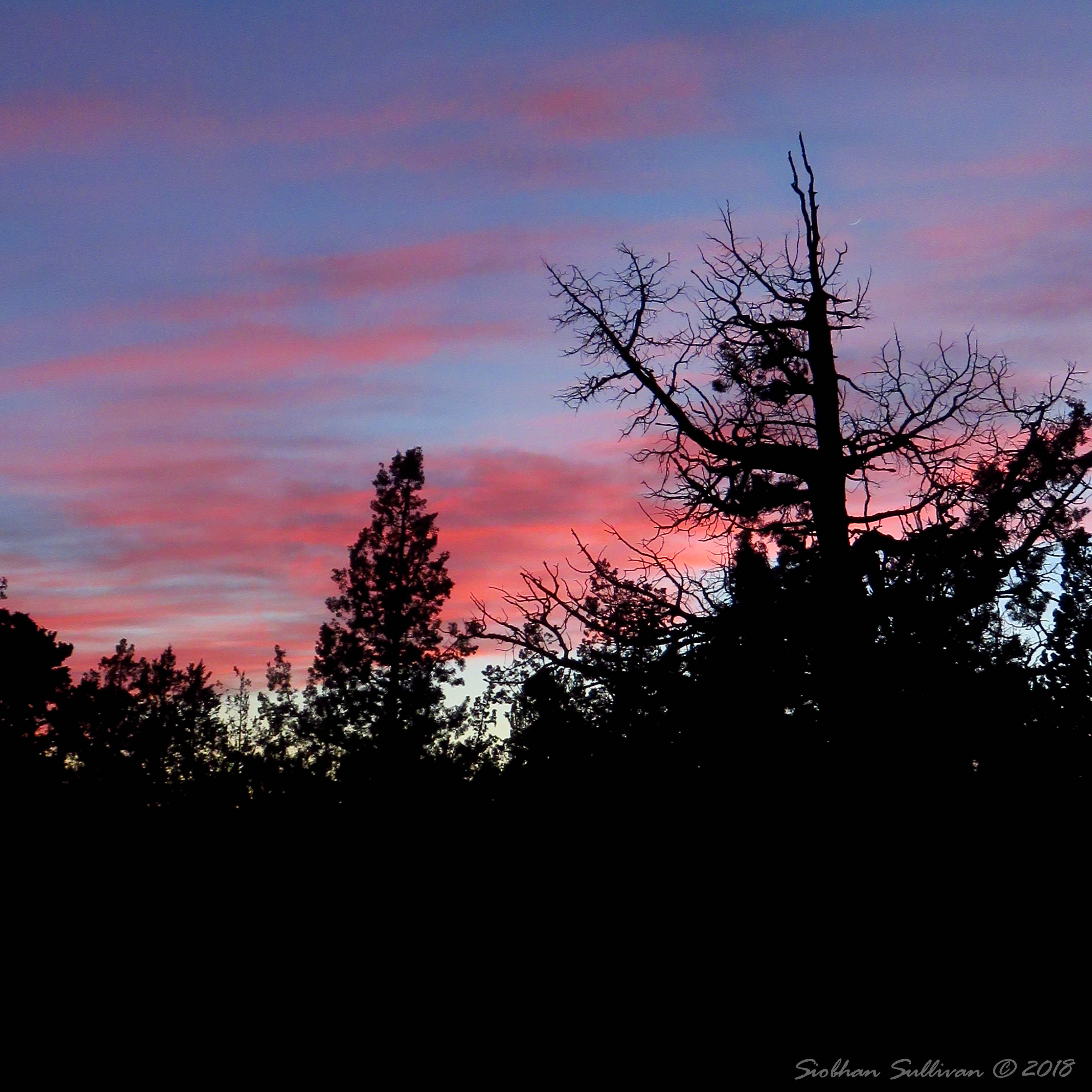 Many moods of my muse - Juniper Sunset 10March2016