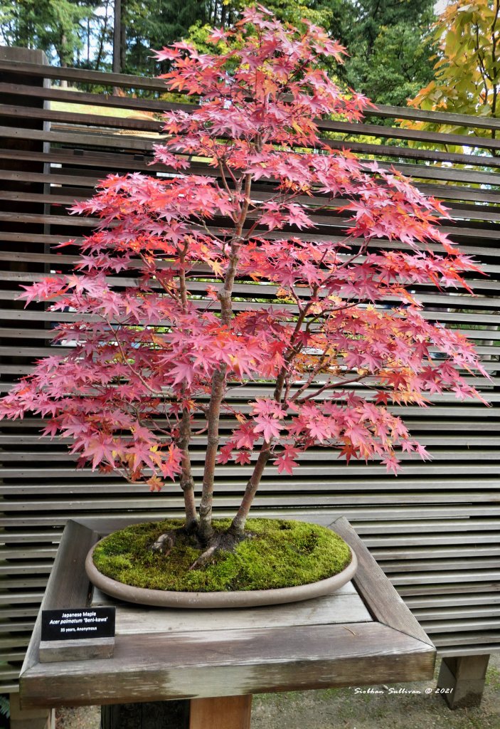 Bonsai trees - Living works of art: Thursday Tree Love - bend branches