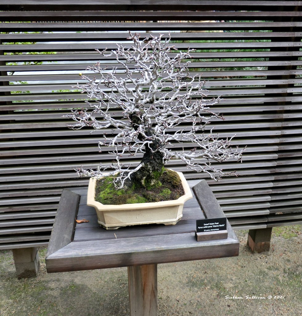 Bonsai trees - Living works of art: Thursday Tree Love - bend branches