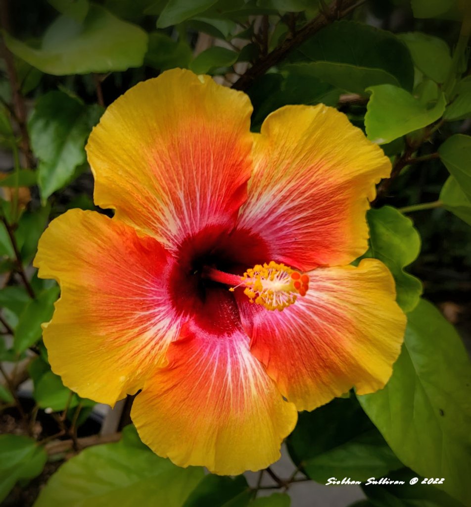 Hibiscus photo & drawings: First Friday Art - bend branches