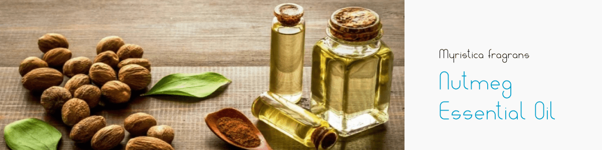 Nutmeg Uses in Fragrances