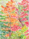 Forest Drawing
