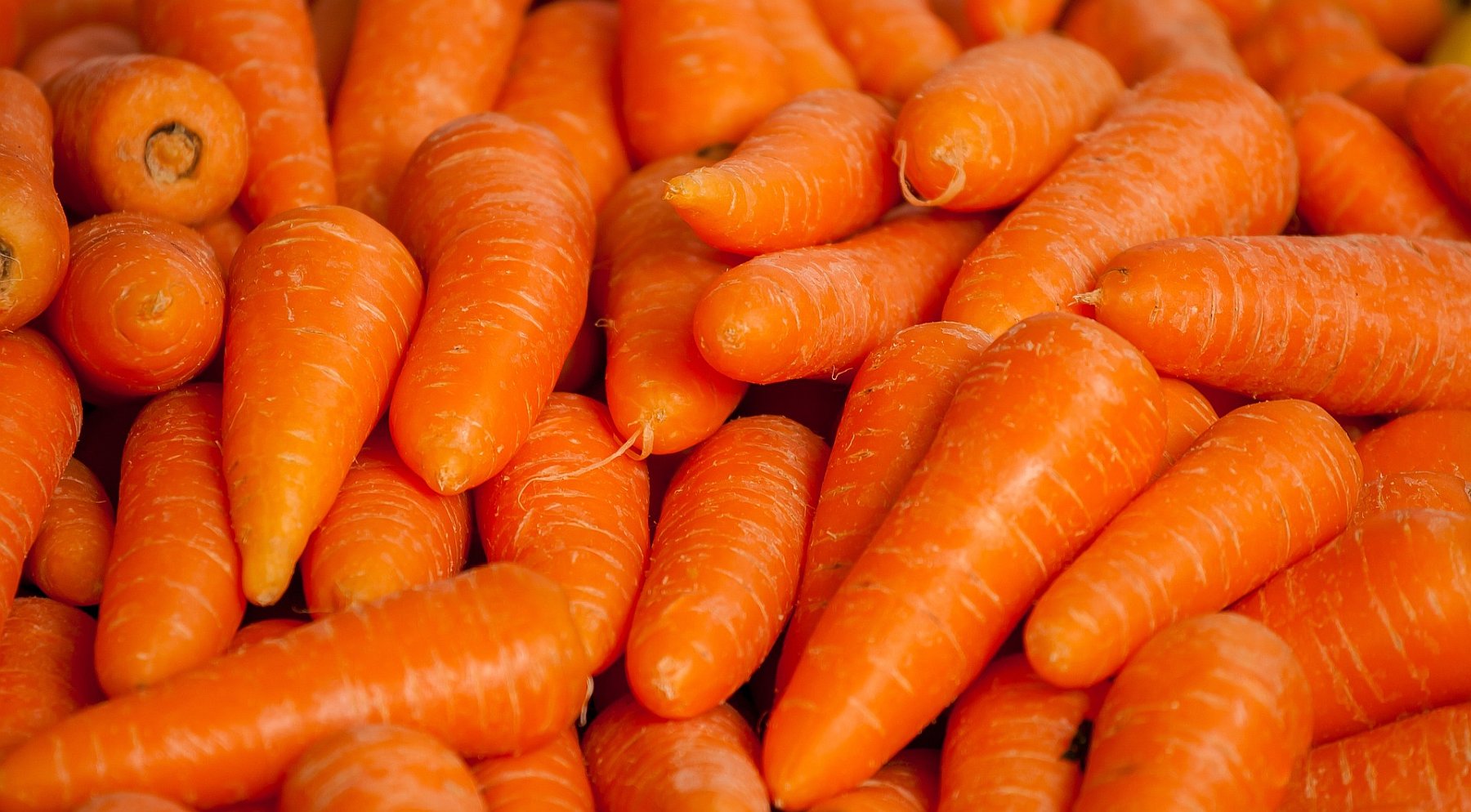 A pile of unpeeled carrots