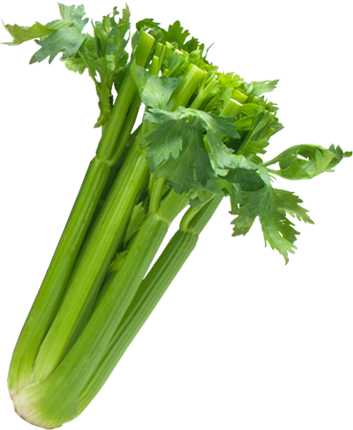 Celery