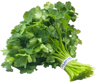 Cilantro