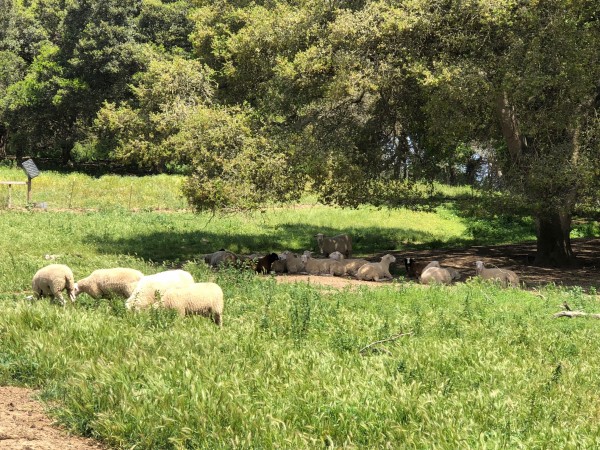Sheep.jpg