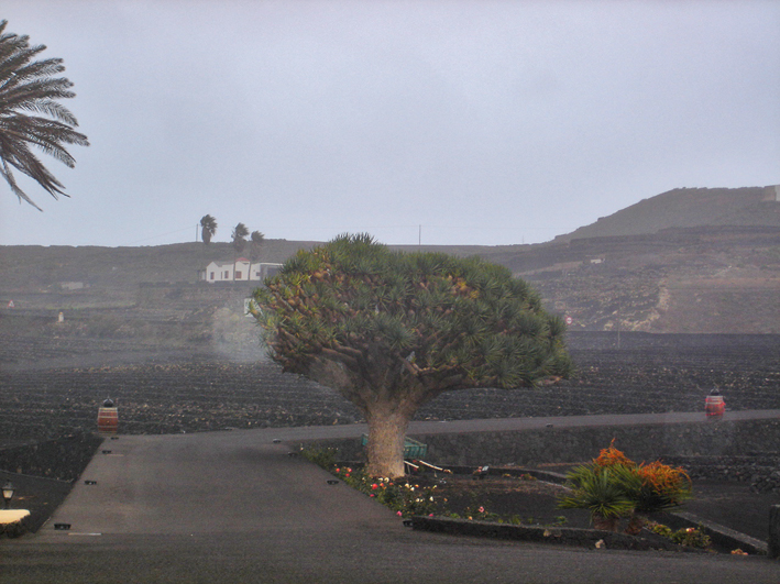 Lanzarote - Drago