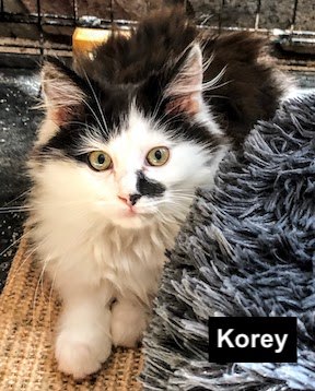 The Six Brothers From Elberta – A Heartwarming Story