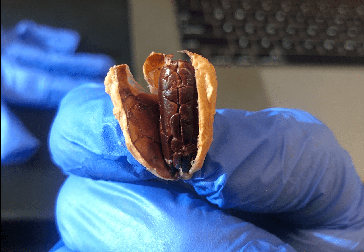 El importante rol de la testa durante la fermentación del grano de cacao