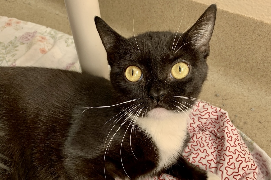 Animal rescue league opens ‘home for the holiday's’ short-term foster application