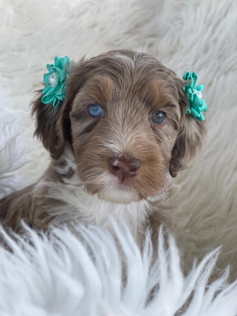 Aussie Doodle