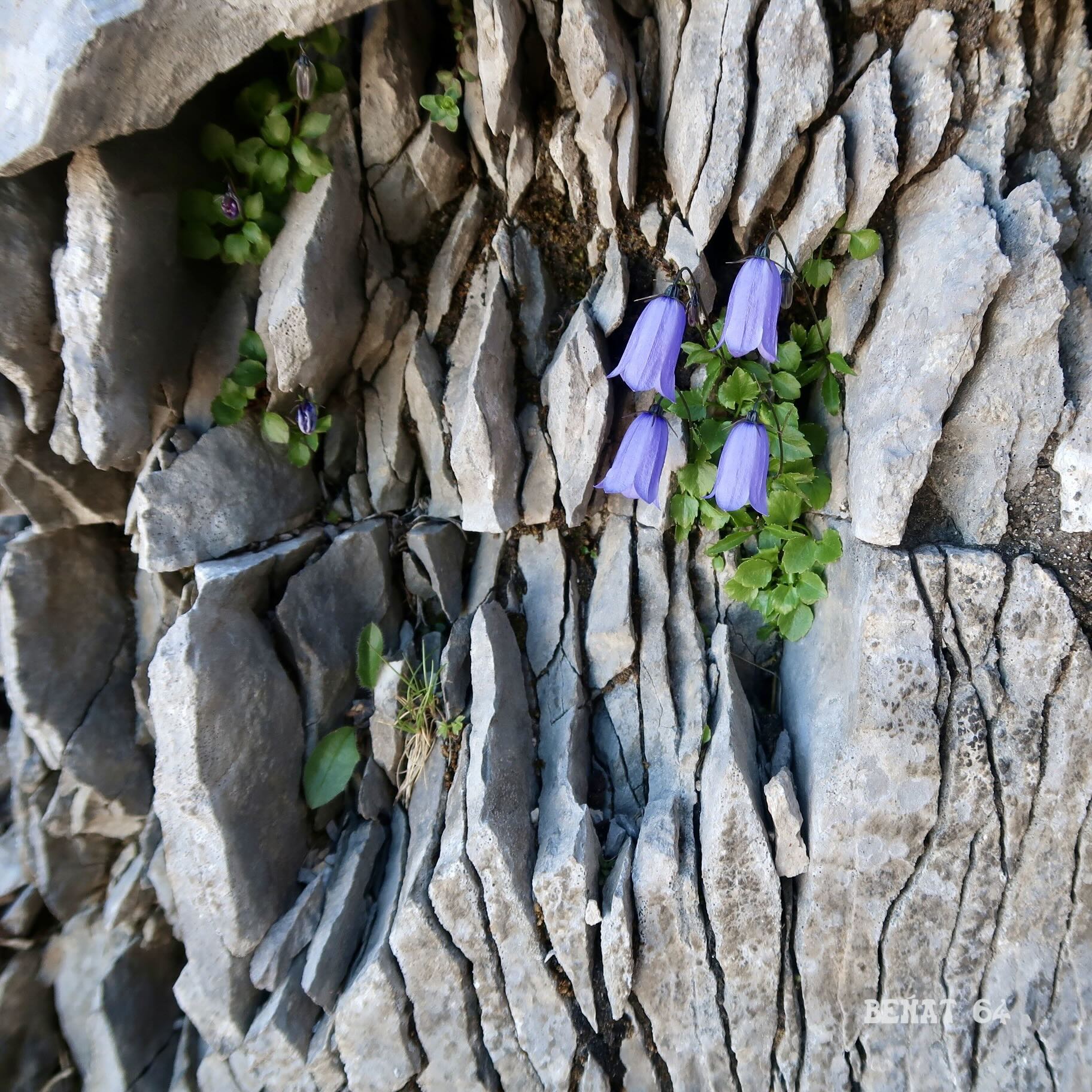 "solitude verticale"