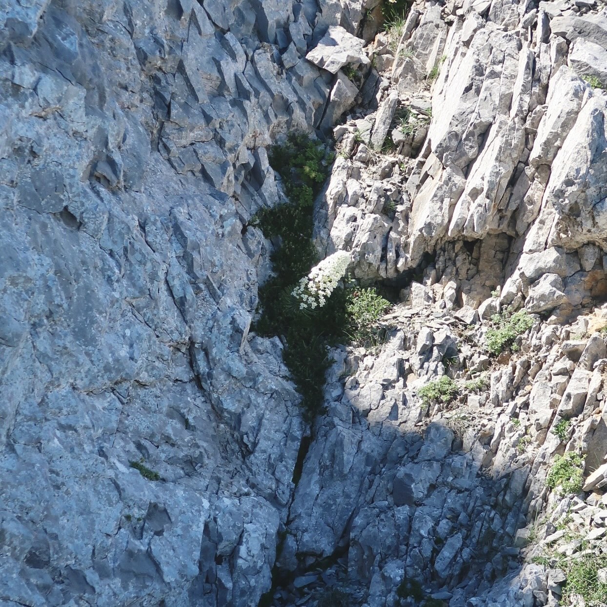 "saxifrage en son écrin"