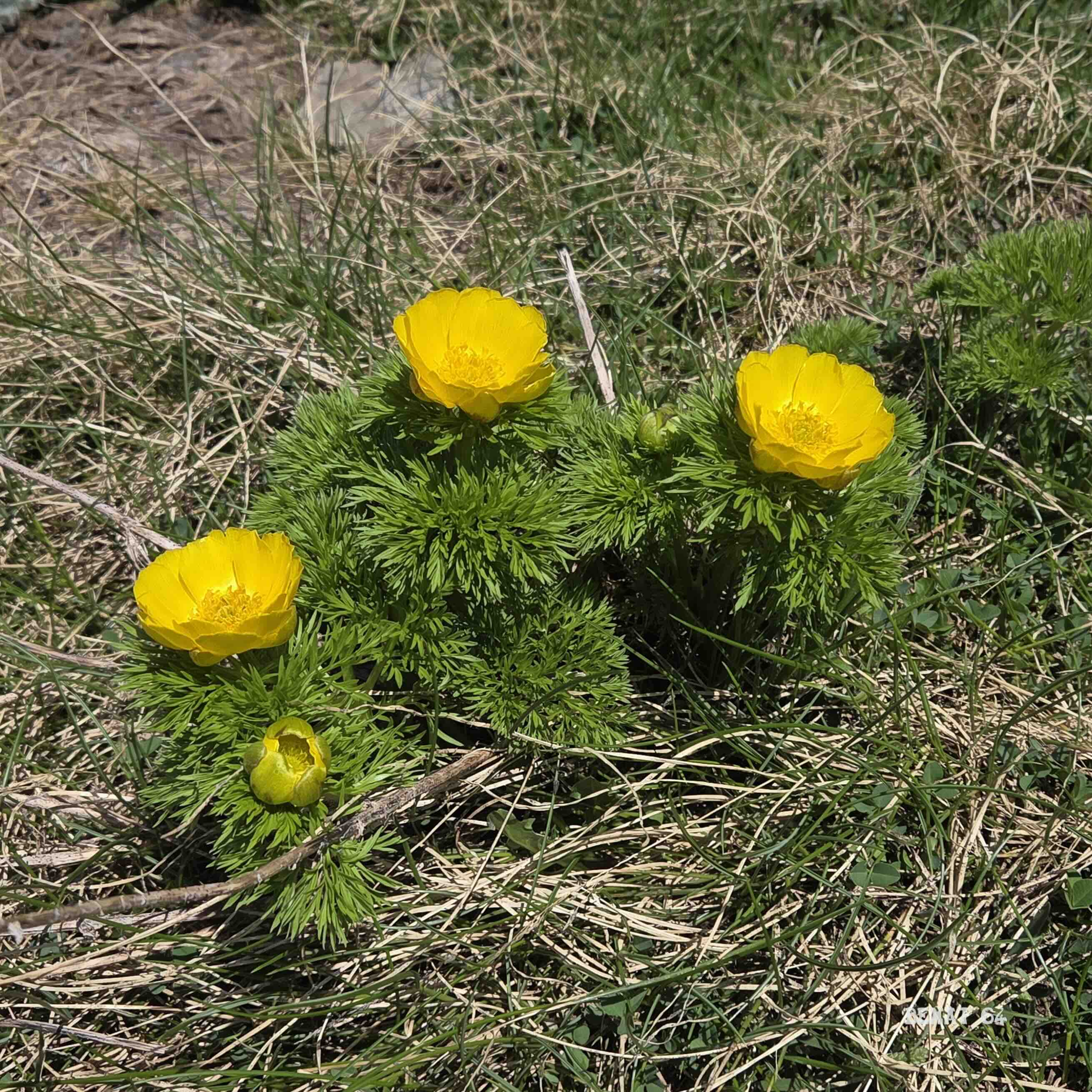 Adonis des Pyrénées