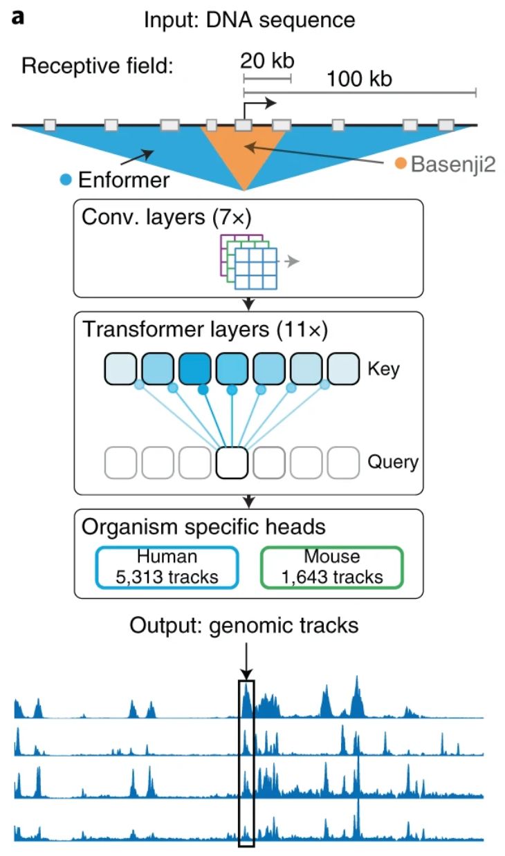 Github Lucidrains Enformer Tensorflow Sonnet Training Script The - Gradient Pattern Collection - High Resolution Quality