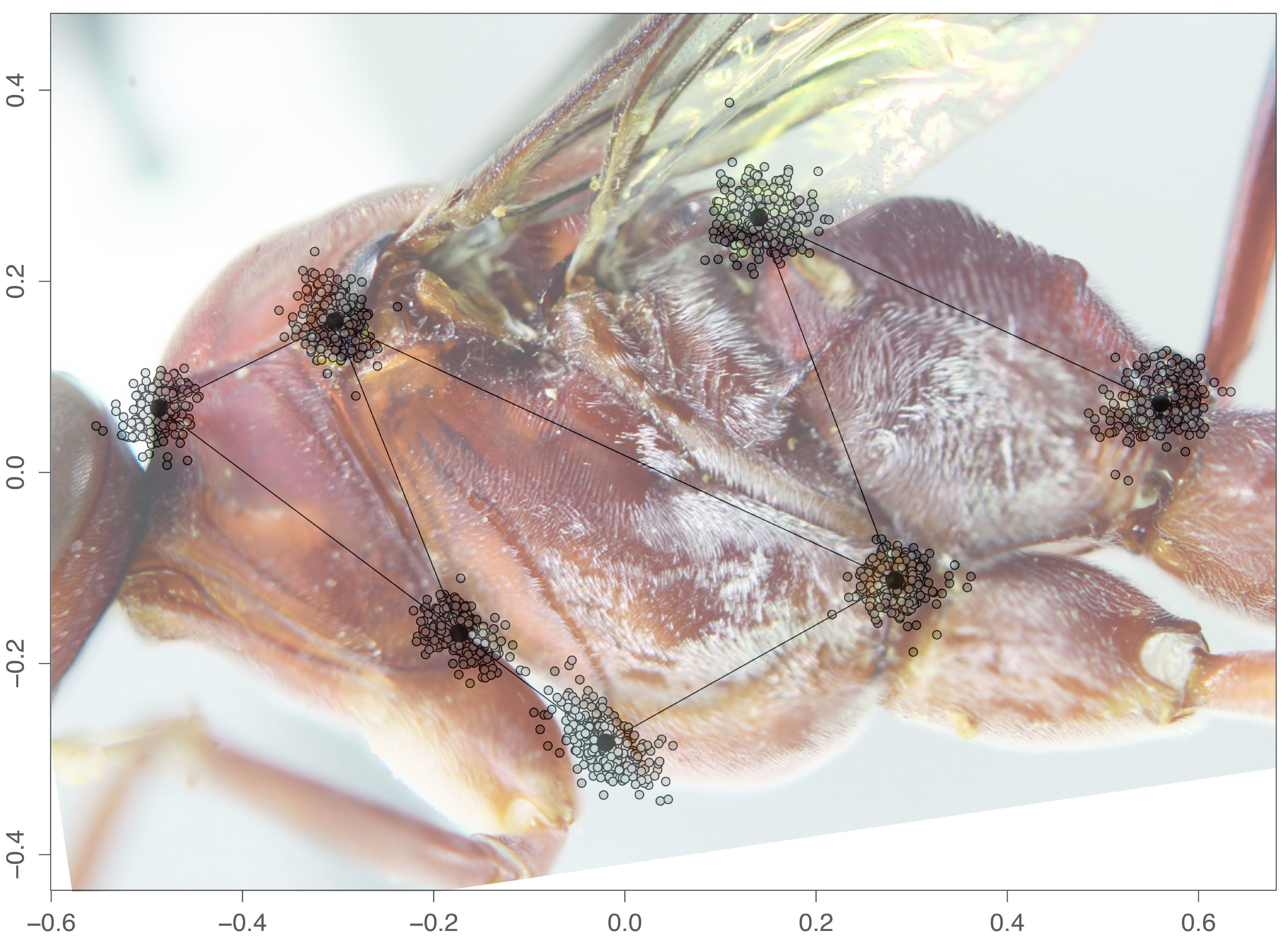 Landmark data for geometric morphometrics