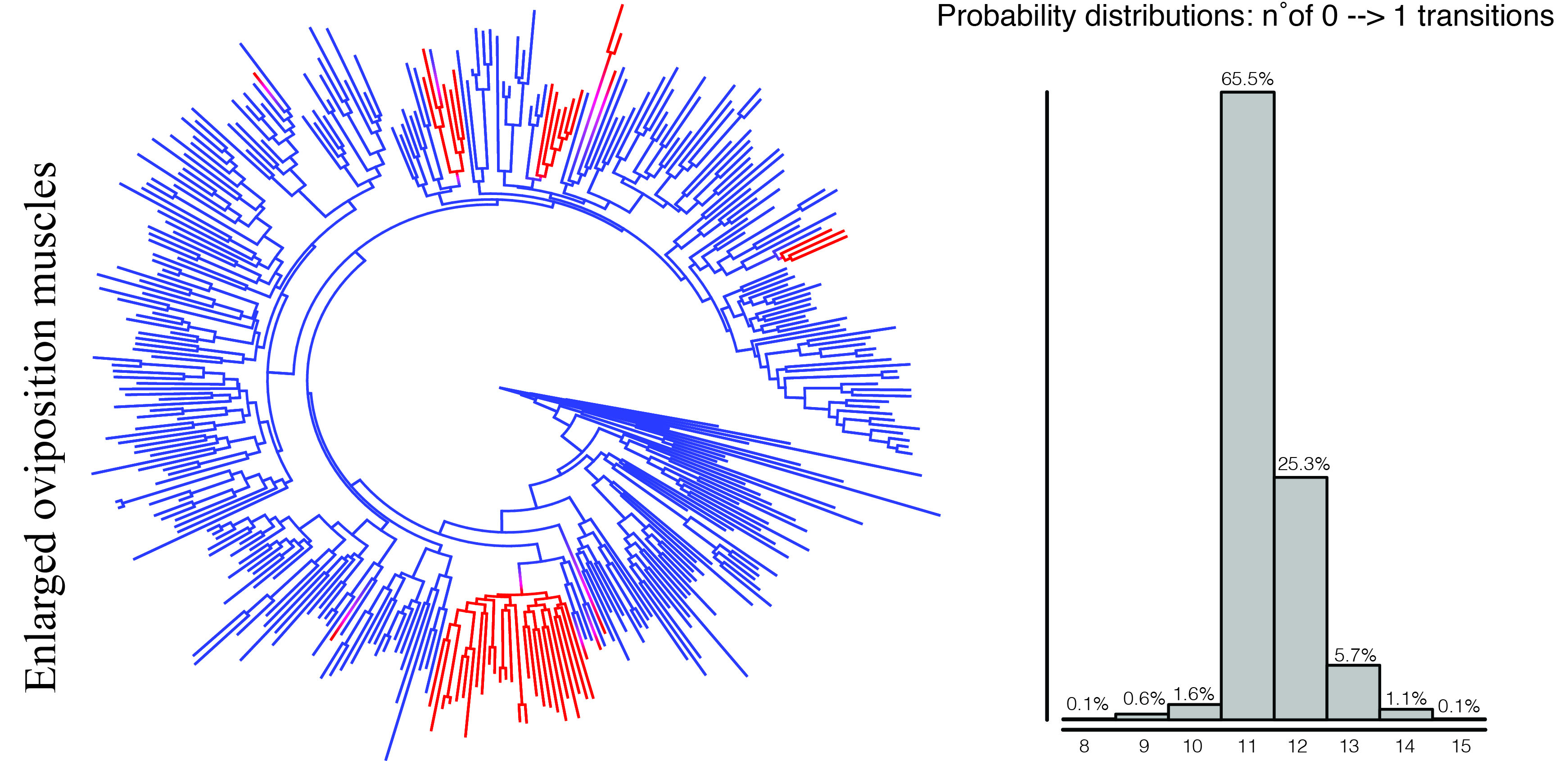 Statistical estimation of ancestral character states