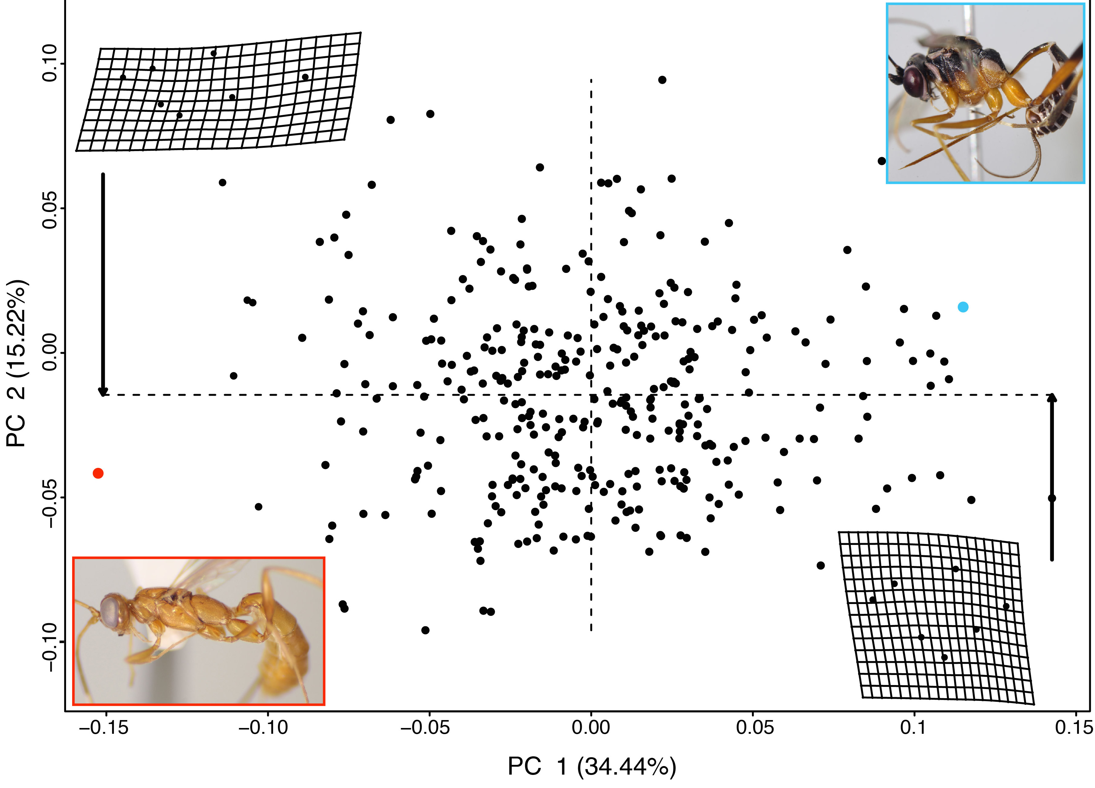 PCA of morphometric data