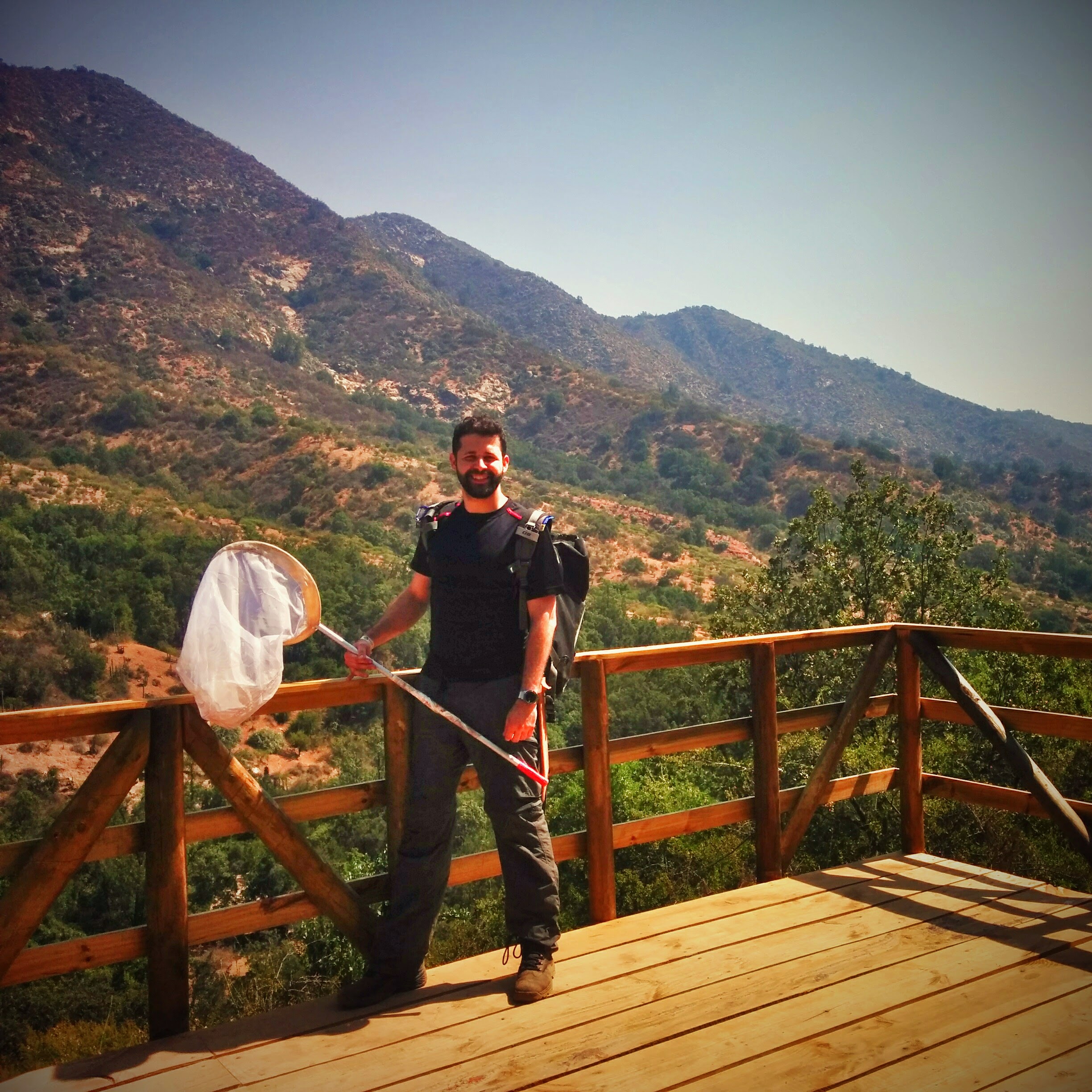 Sweeping insects in Central Chile (2015)