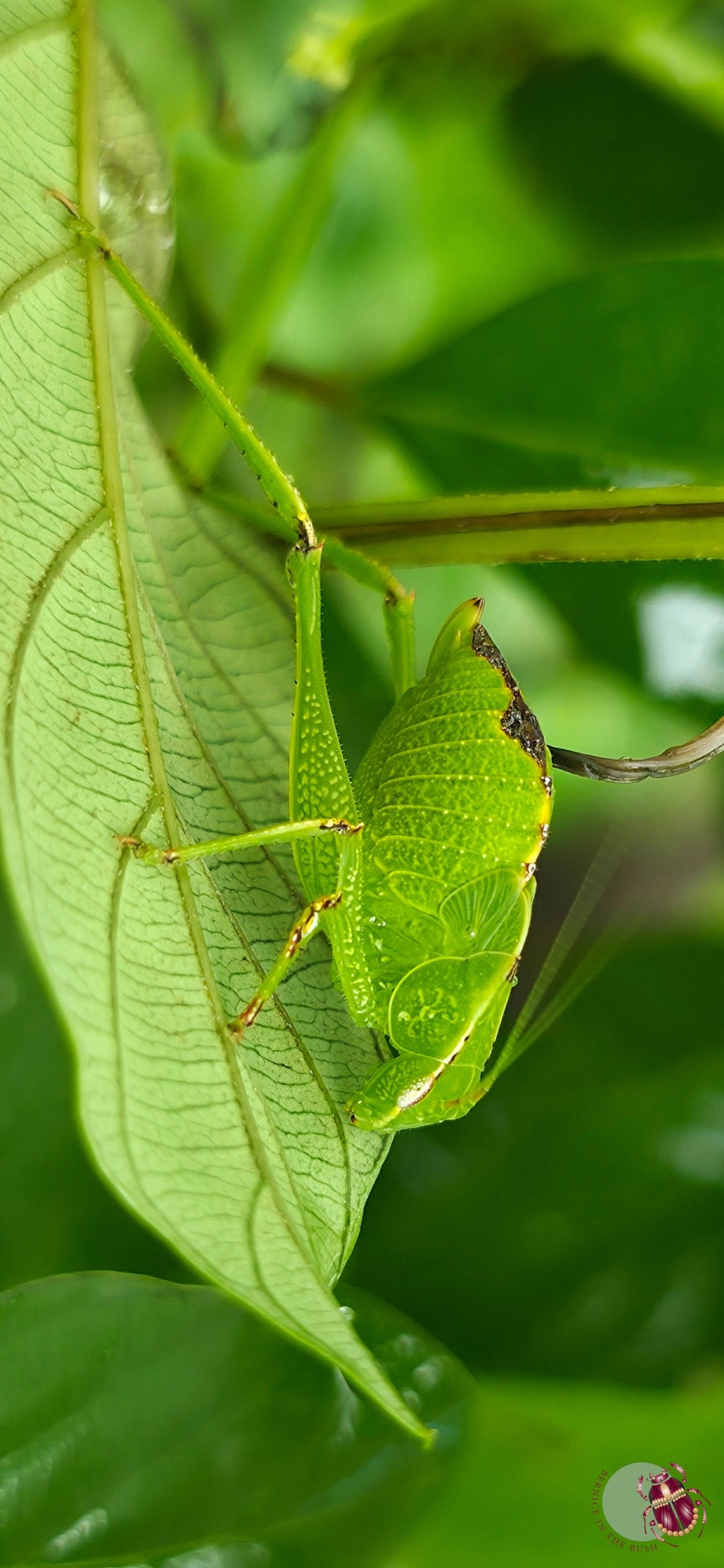 grasshopperbladder