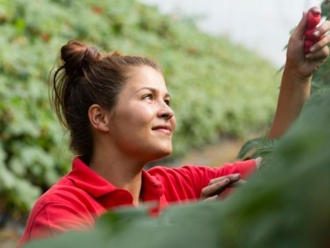 Our Story Berryworld - Elegant High Resolution Abstract Wallpapers | Free Download