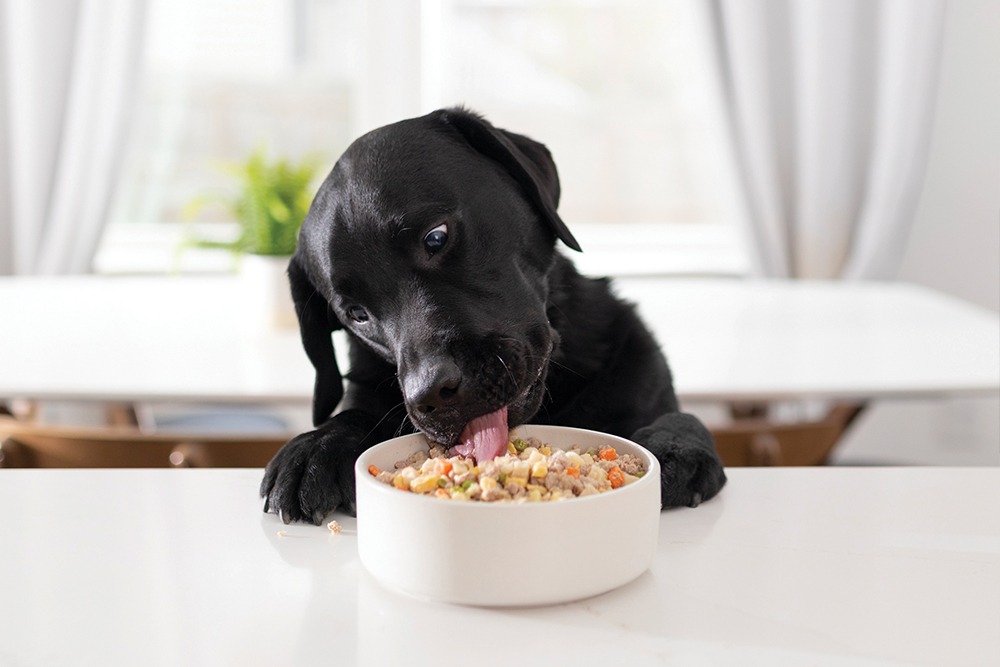 Quality Pet Food For Your Furry Friends Berwick Clyde Vet 